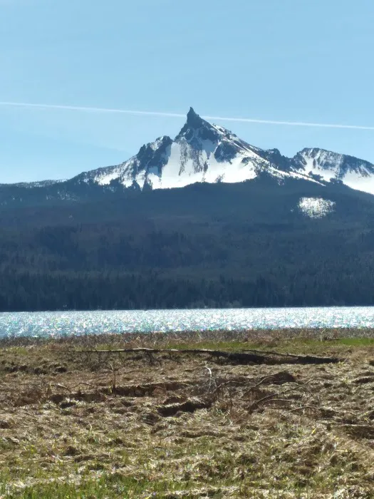 Thielsen Forest Camp Picture 7