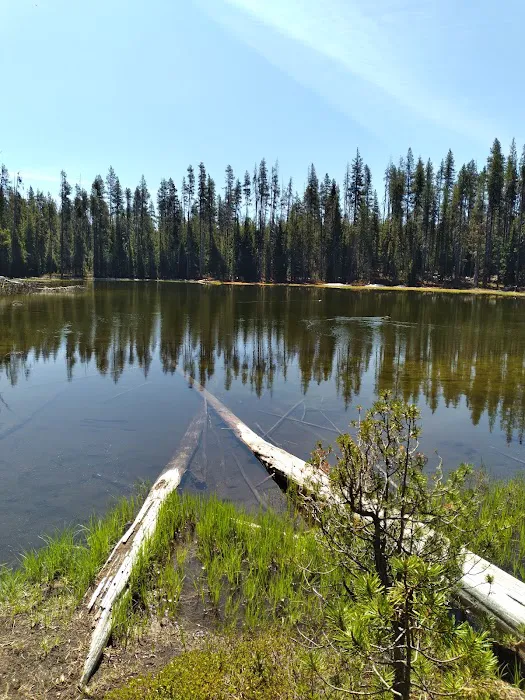 Thielsen Forest Camp Picture 5