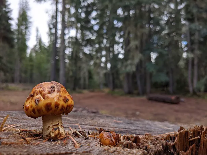 Thielsen Forest Camp Picture 8