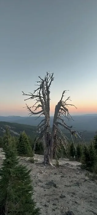 Thielsen Forest Camp Picture 9