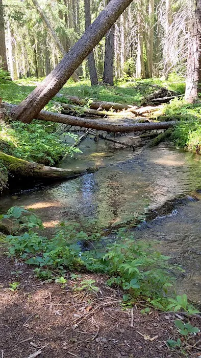 Thielsen Forest Camp Picture 3