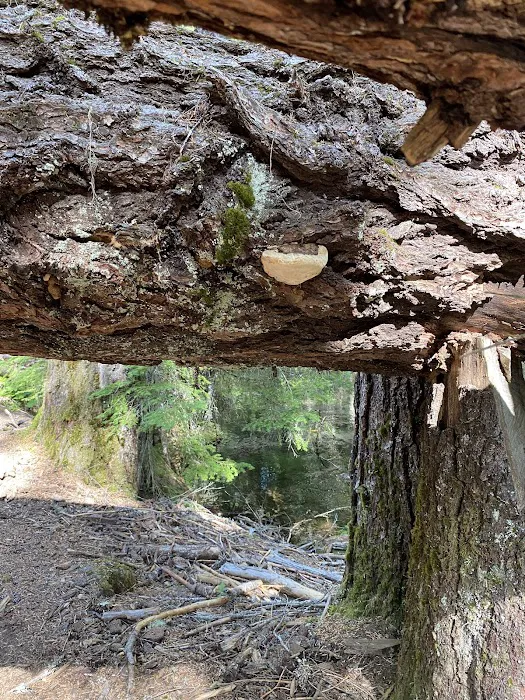 Clearwater Falls Campground (Lower) Picture 2