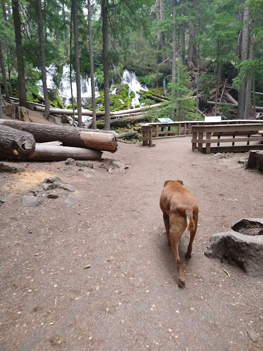 Clearwater Falls Campground (Lower) Picture 1