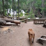 Clearwater Falls Campground (Lower)