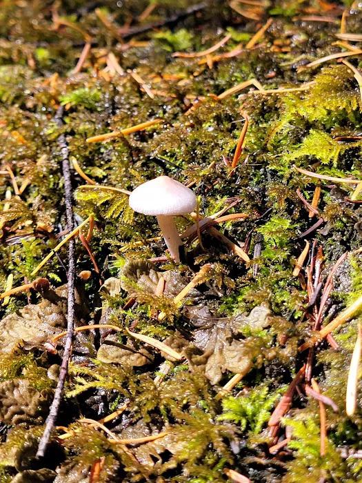 Whitehorse Falls Campground Picture 5