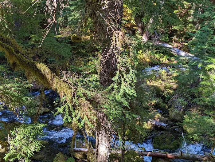 Whitehorse Falls Campground Picture 7