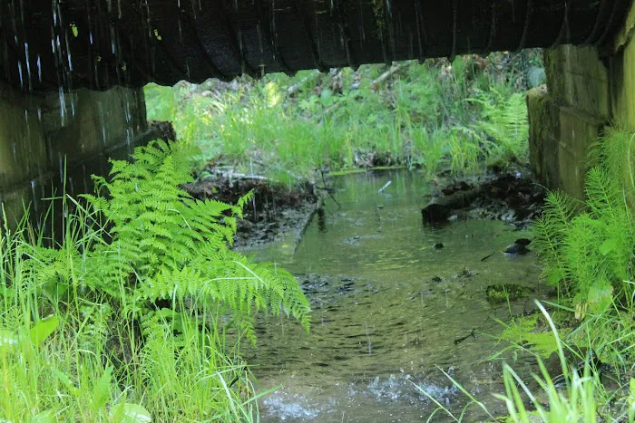 Whitehorse Falls Campground Picture 1