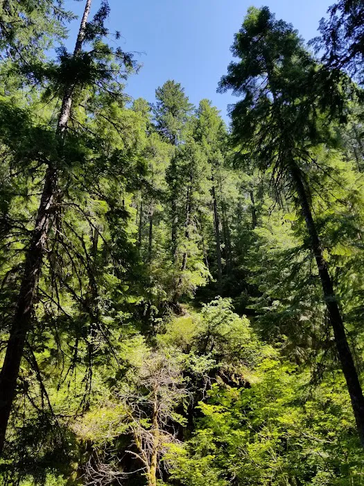 Camas Creek Forest Camp Picture 4