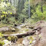 Camas Creek Forest Camp