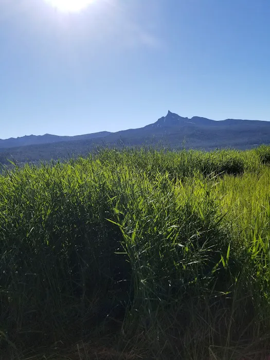 Thielsen View Campground Picture 7