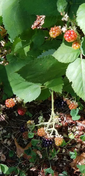 Apple Creek Campground Picture 1