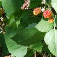 Apple Creek Campground ico