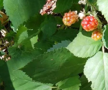 Apple Creek Campground