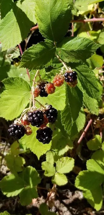 Apple Creek Campground Picture 3