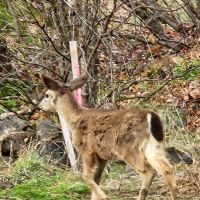 Dry Creek (community) ico