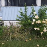 Raintree Village ico