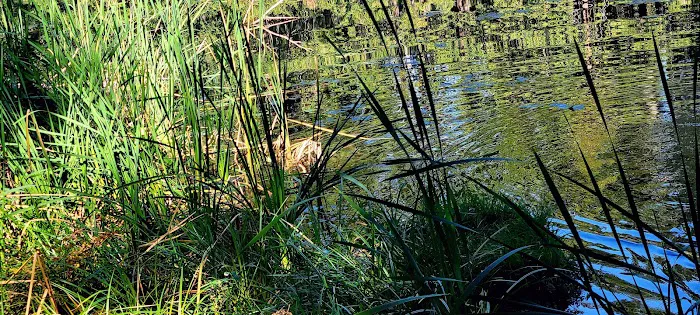 Lake in the Woods Campground Picture 1