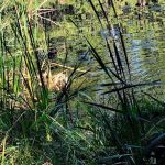 Lake in the Woods Campground