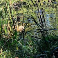 Lake in the Woods Campground ico