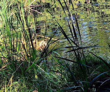 Lake in the Woods Campground