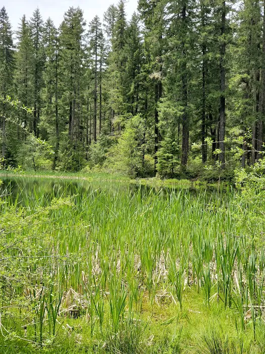 Lake in the Woods Campground Picture 8
