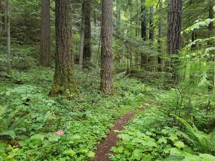 White Creek Campground Picture 5