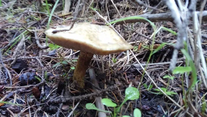 Pete Creek Campground Picture 4