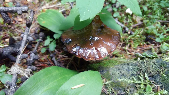 Pete Creek Campground Picture 1