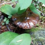 Pete Creek Campground