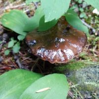 Pete Creek Campground ico