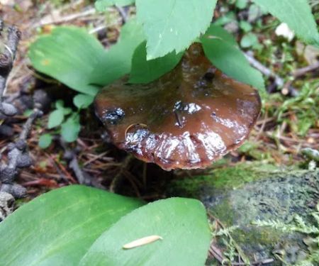 Pete Creek Campground