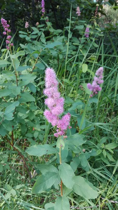 Pete Creek Campground Picture 2