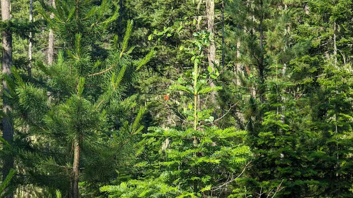 Jackpine Flats Campground Picture 6