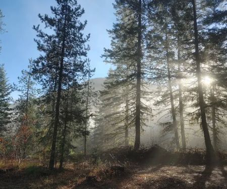 Jackpine Flats Campground