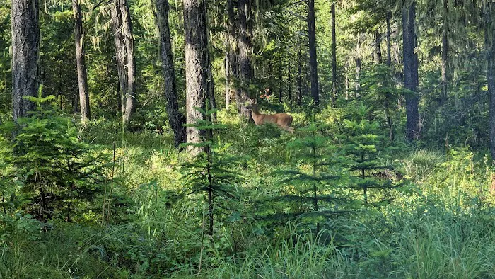 Jackpine Flats Campground Picture 2