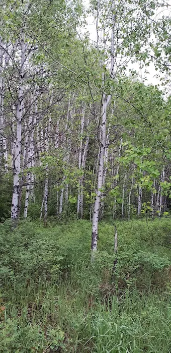 Dunn Creek Flats Campground & Boat Ramp Picture 5
