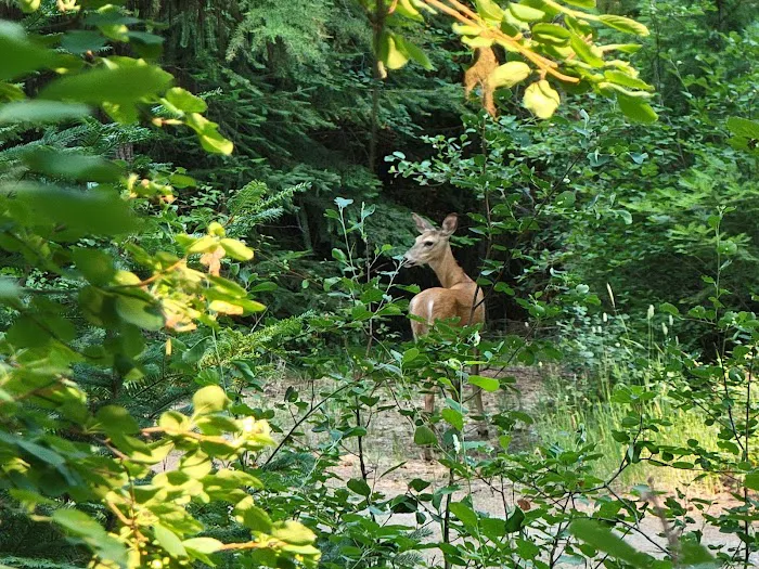 Pleasant Valley Campground Picture 7