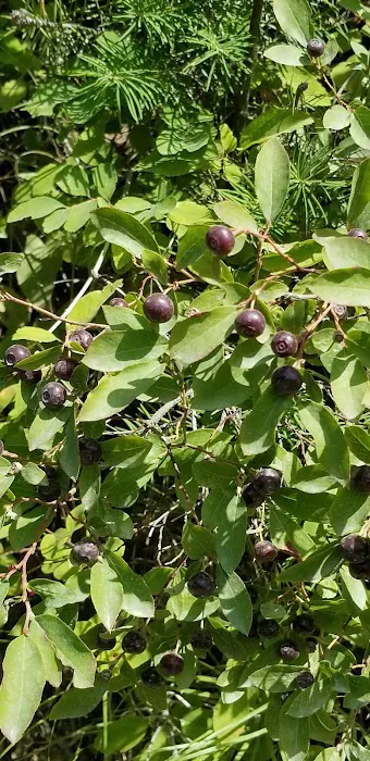 Sylvan Lake Campground Picture 2