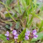 Tin Can Flat Campground