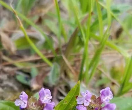 Tin Can Flat Campground