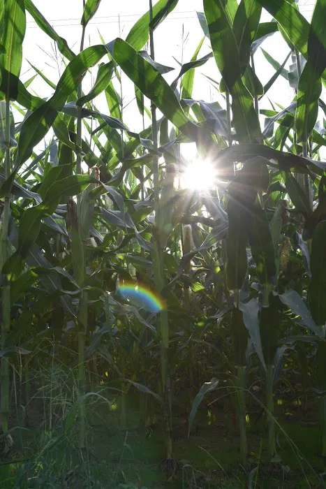 Willowbrook Terrace Picture 5