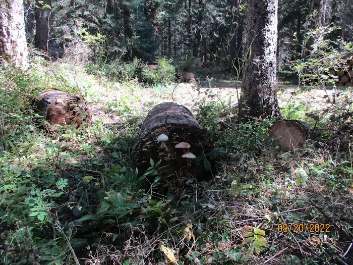 Fly Flat Campground Picture 9