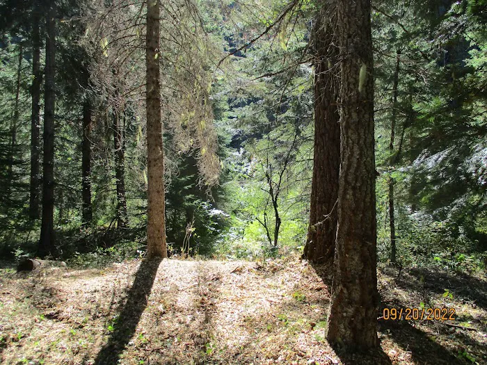 Fly Flat Campground Picture 8