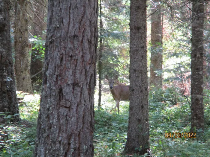 Fly Flat Campground Picture 6
