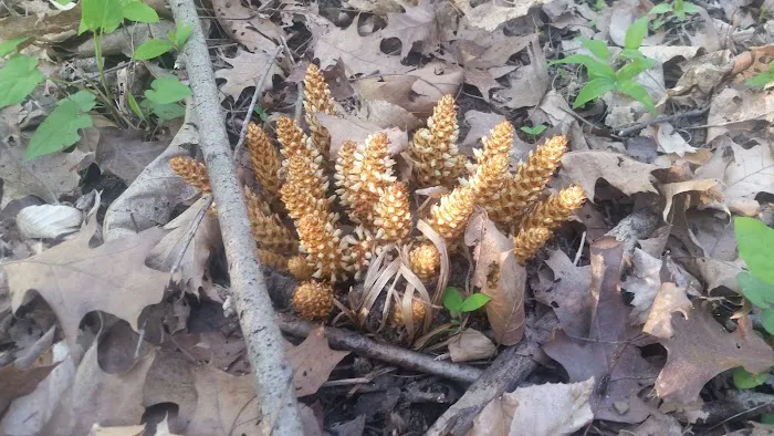 Rushville mobile homes Picture 1