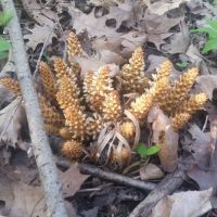 Rushville mobile homes ico