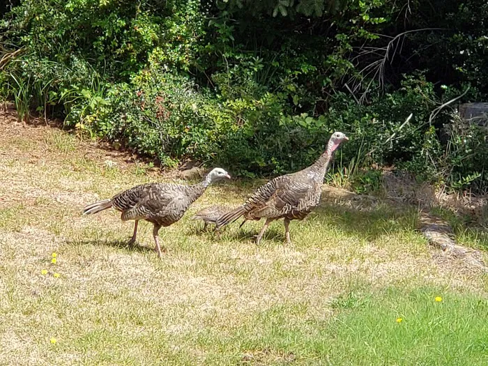 Bullards Beach State Park Campground Picture 6