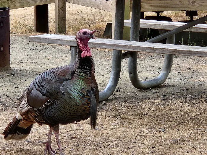 Bullards Beach State Park Campground Picture 9