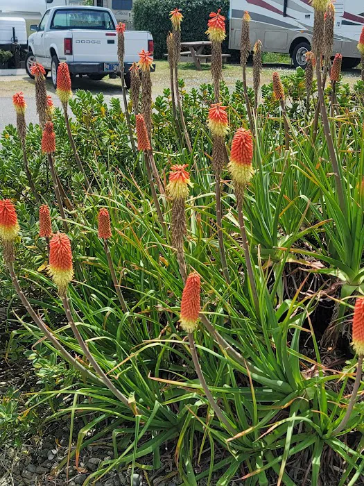 Bandon By the Sea RV Park Picture 8