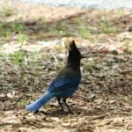 Broken Arrow Campground